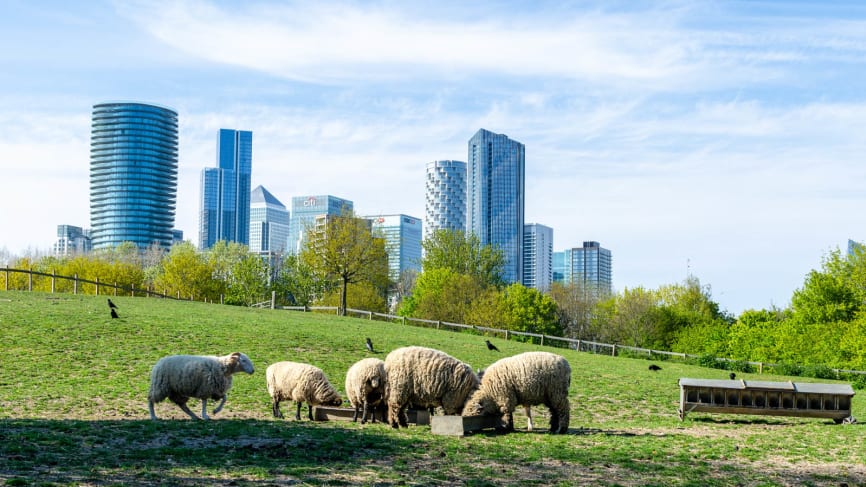 Mudchute City Farm