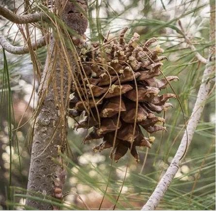 Large gray pine cone hanging among pine needles