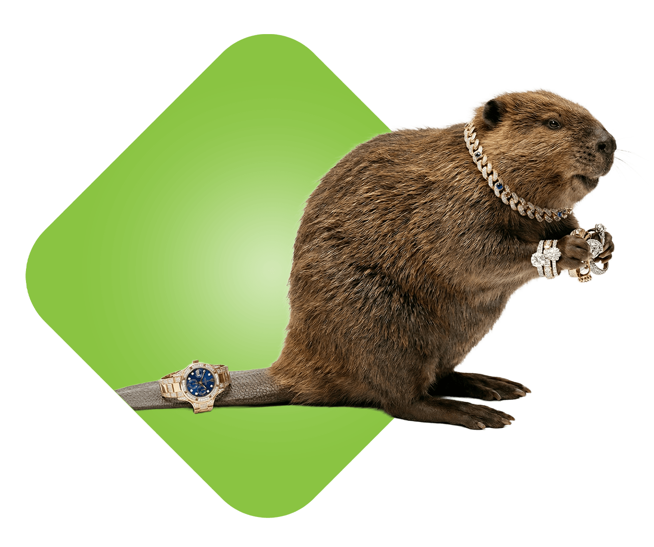 Beaver wearing jewelry.