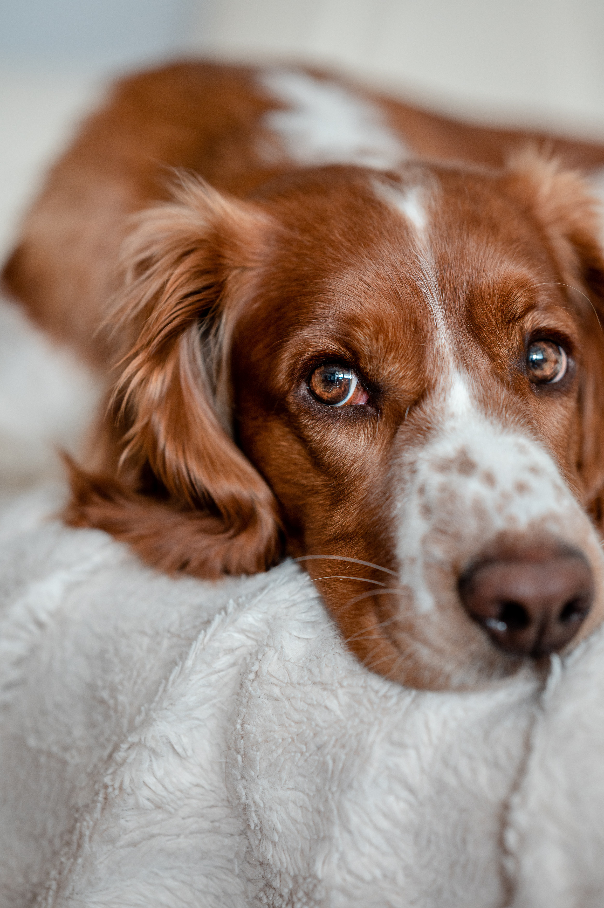 Dog laying on bed 