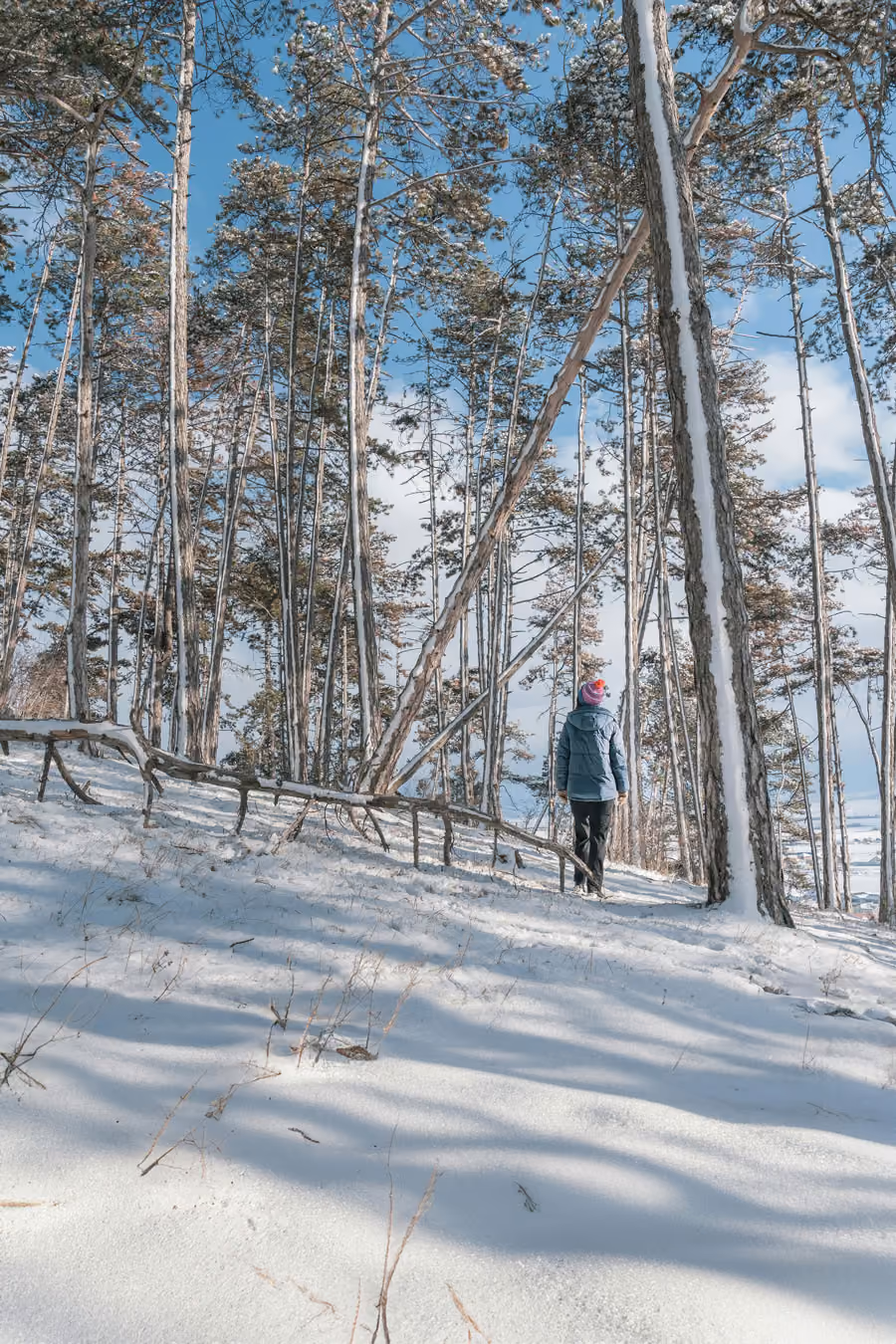 A person walks through a snow-covered pine forest under a clear blue sky.
