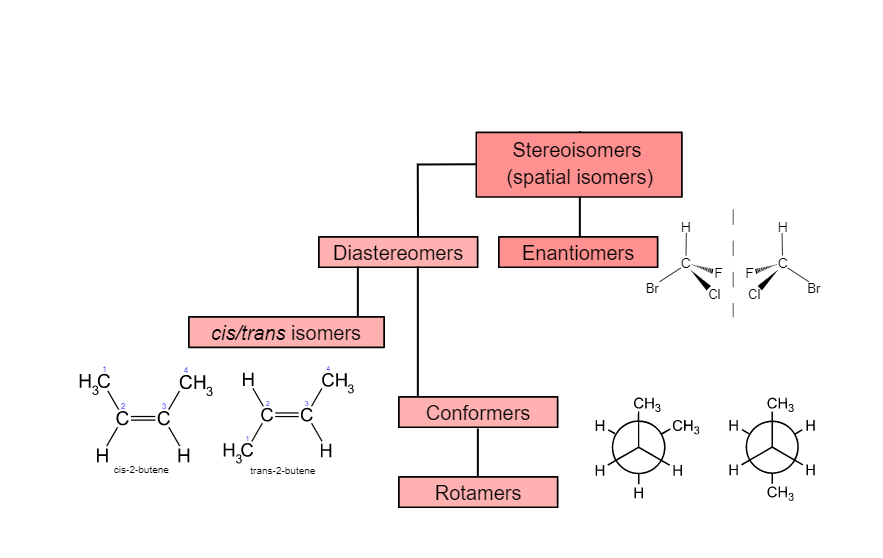 They differ in spatial arrangement and often show more noticeable differences in melting point, solubility, and reactivity.