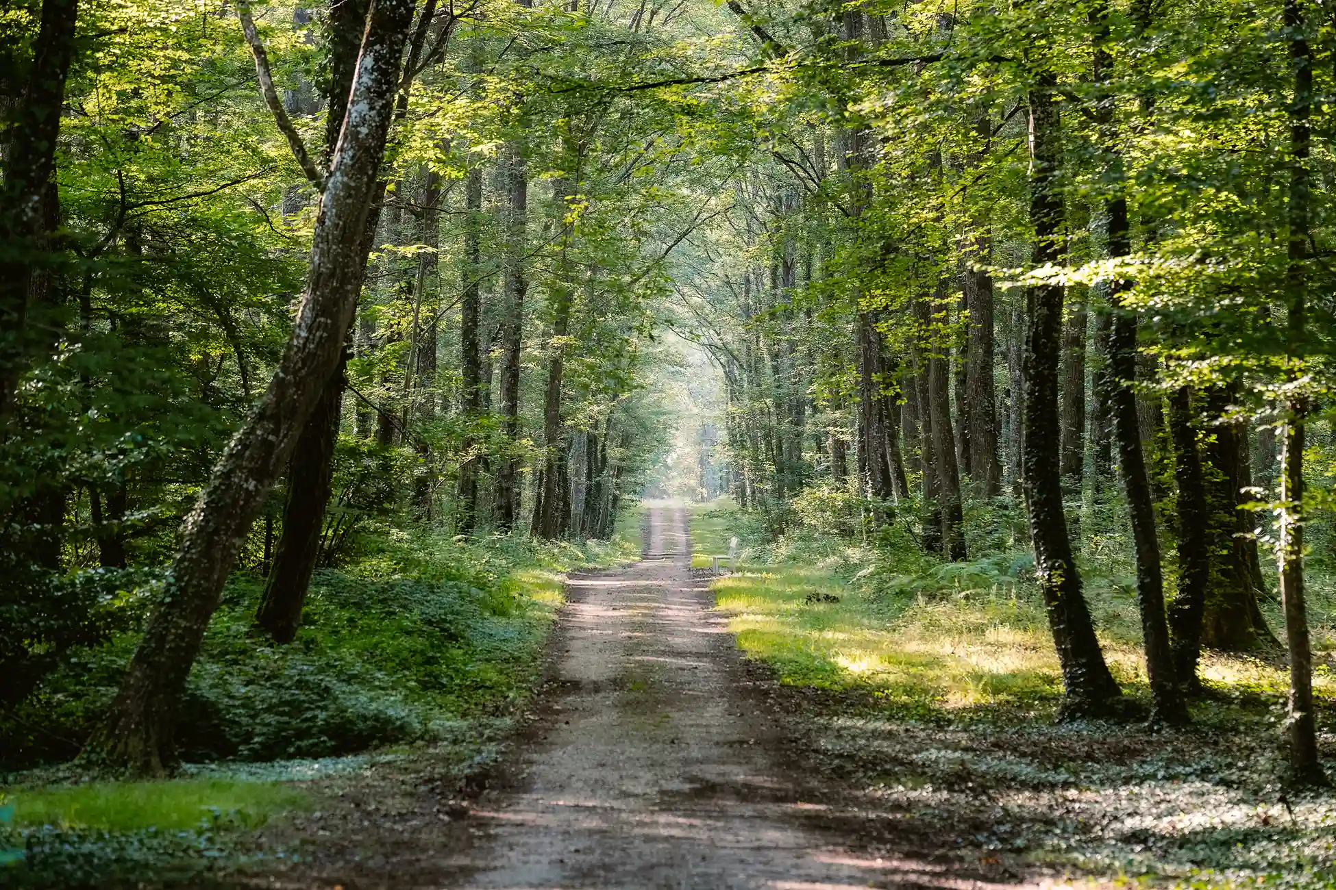 Von Bäumen gesäumter Weg, der durch den Wald des Hotelgeländes verläuft.