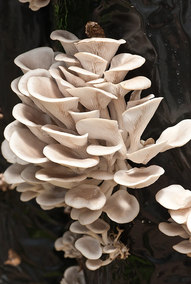 Macro photograph of a cluster of stacked oyster mushrooms. Les Hauts de Loire – 5-star Hotel, Restaurant & Spa.