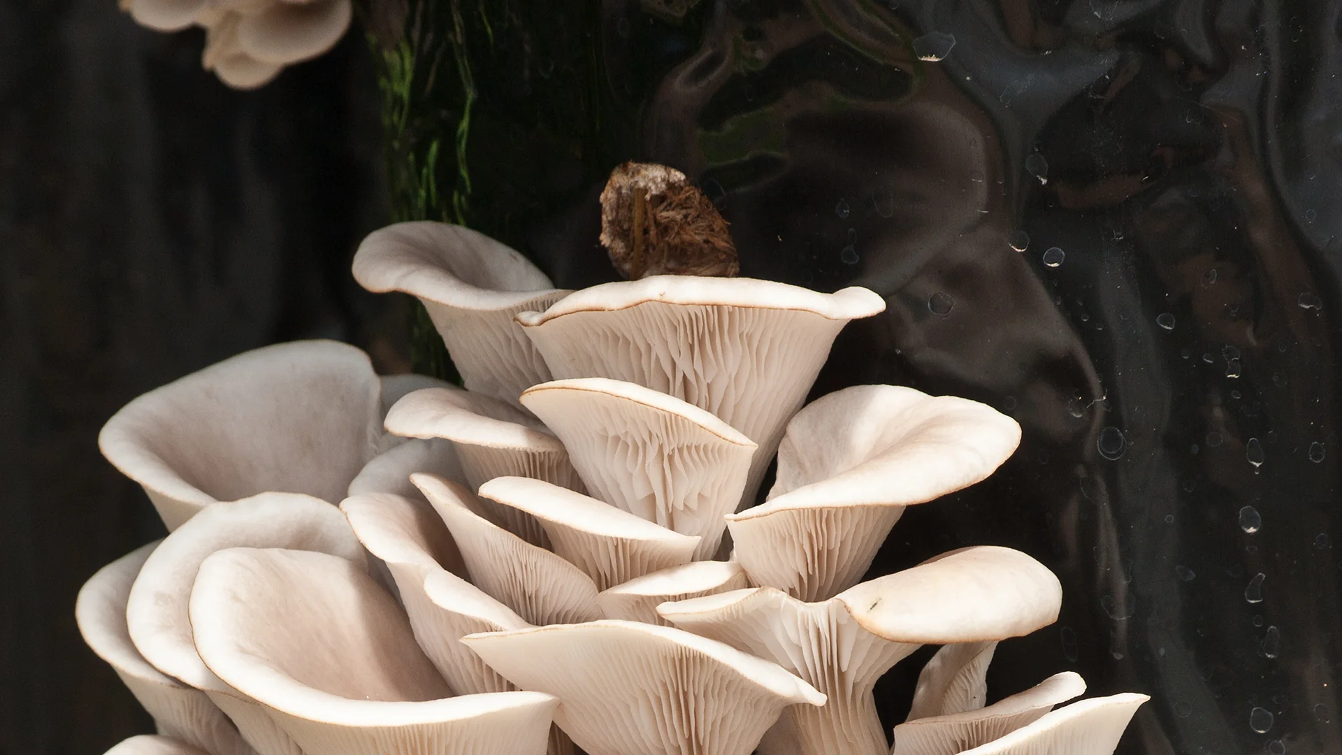 La base d'une colonie de pleurotes se détachant sur un fond sombre. Les Hauts de Loire – Hôtel, Restaurant & Spa – 5 étoiles.