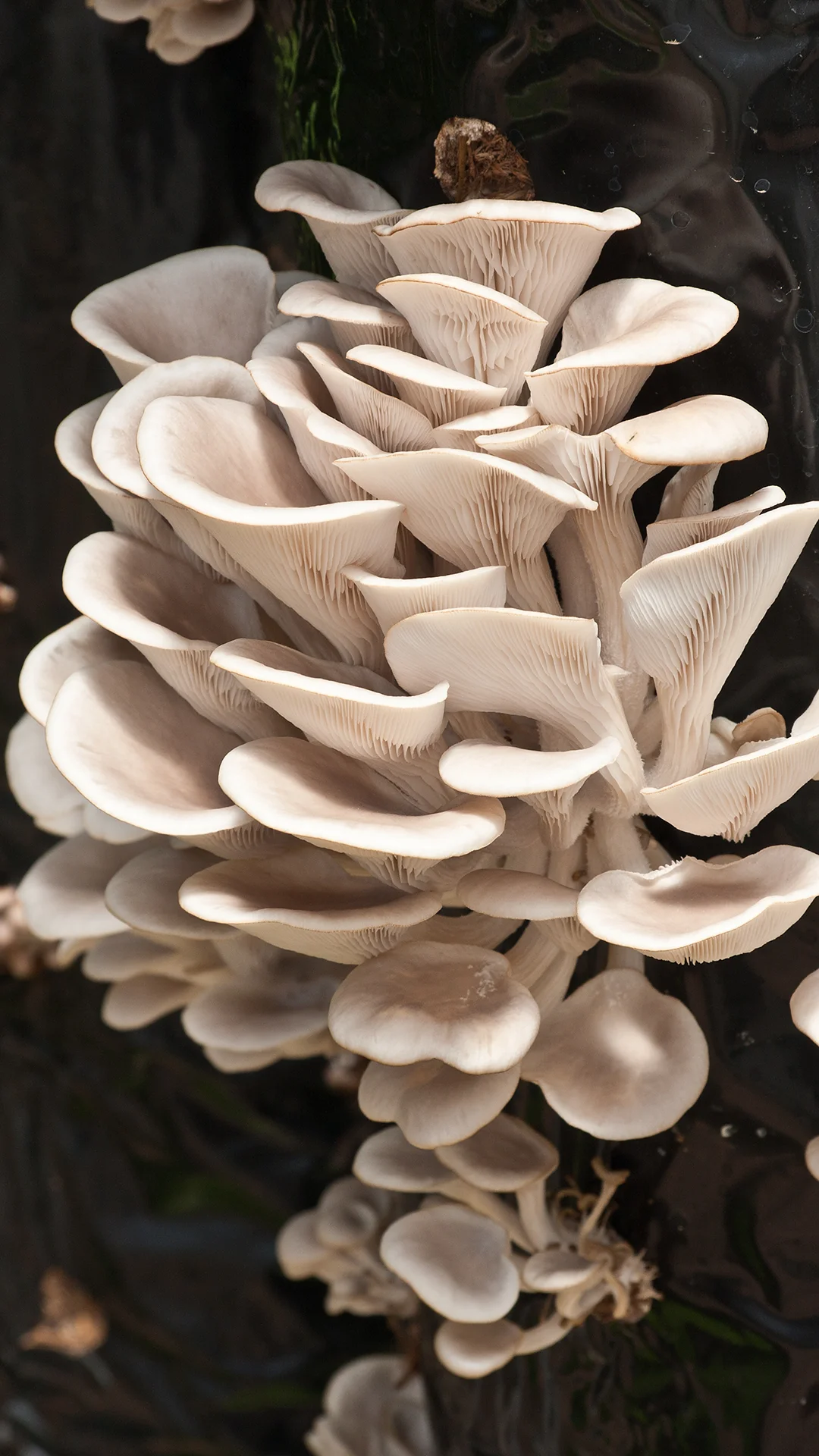 Une autre grappe de pleurotes avec des variations de formes sur chaque chapeau. Les Hauts de Loire – Hôtel, Restaurant & Spa – 5 étoiles.