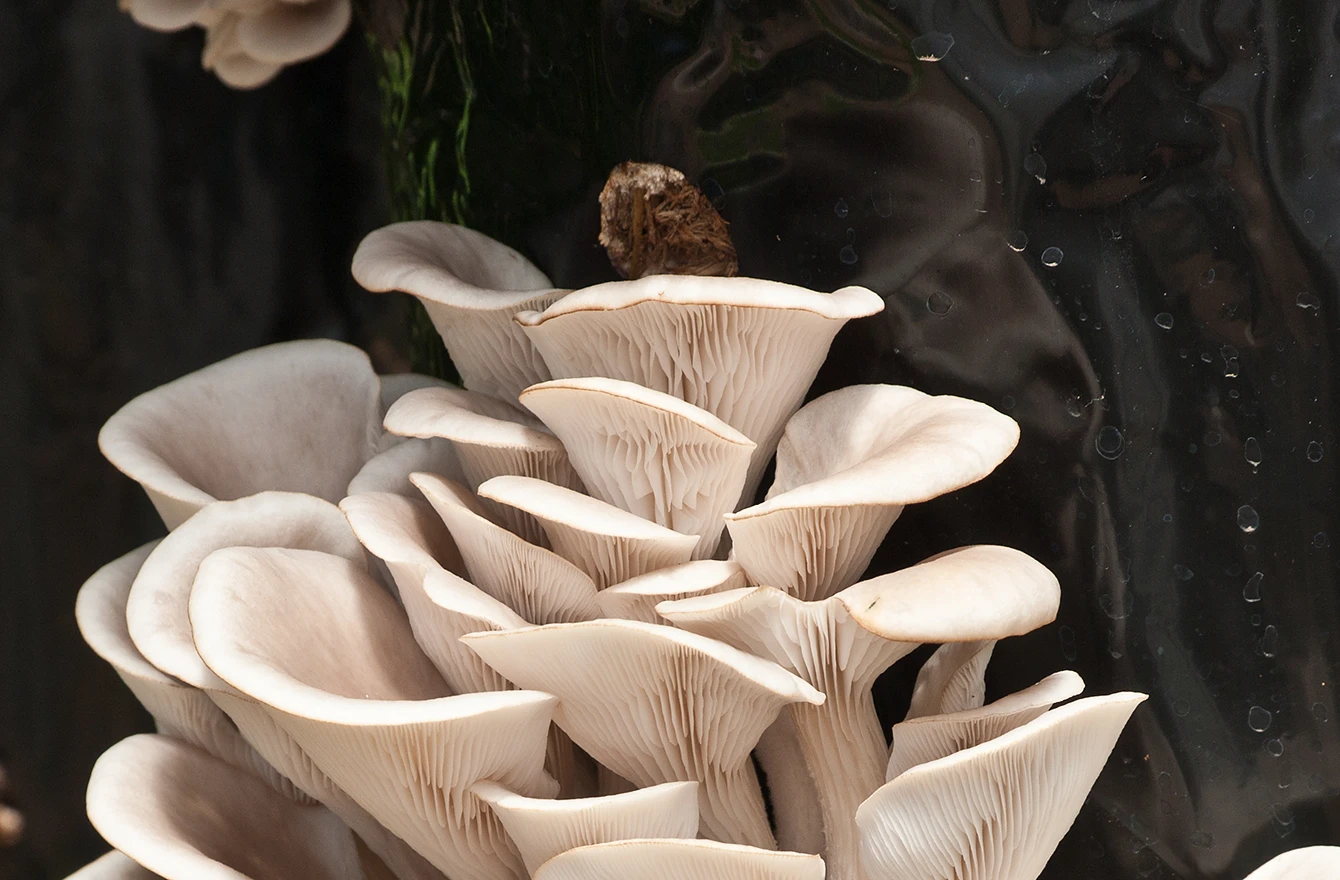 Une grappe distincte de pleurotes sur fond d'écorce sombre. Les Hauts de Loire – Hôtel, Restaurant & Spa – 5 étoiles.