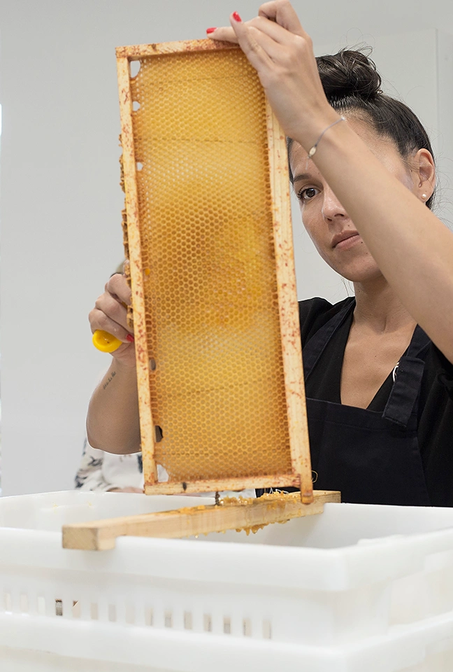 Close-up view of a beehive frame held vertically by a female beekeeper's hands against a white background. – Les Hauts de Loire – Hotel, Restaurant & Spa – 5-star.