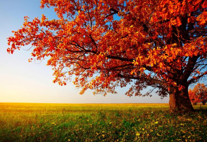 Autumn Photography