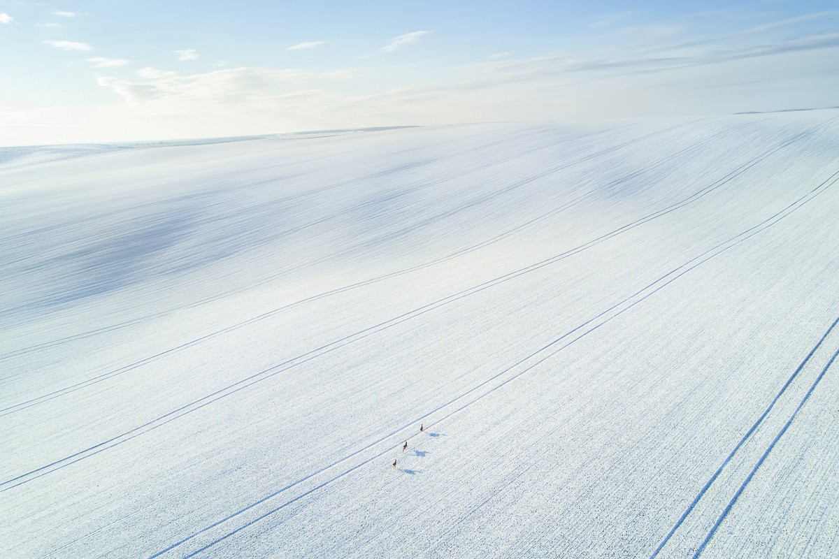 Winter Wonderland