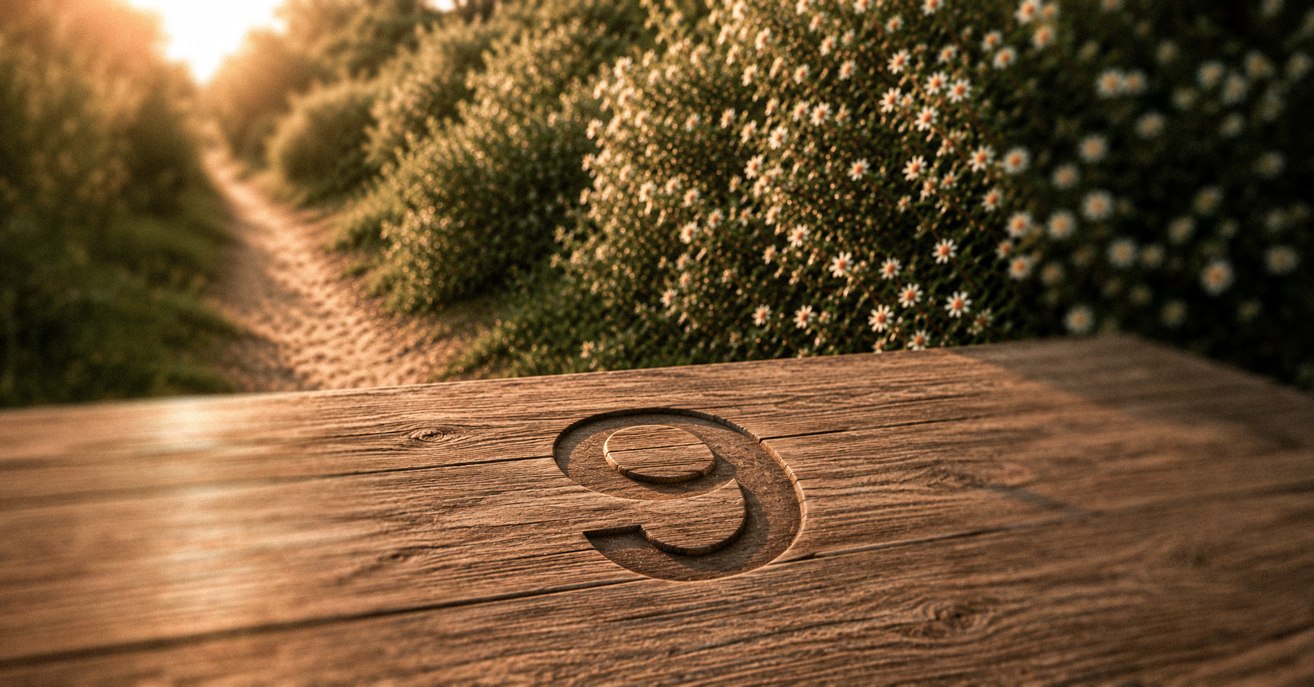 Wooden surface with number 9 carved in it, surrounded by bushes with small white flowers on a sunlit path.