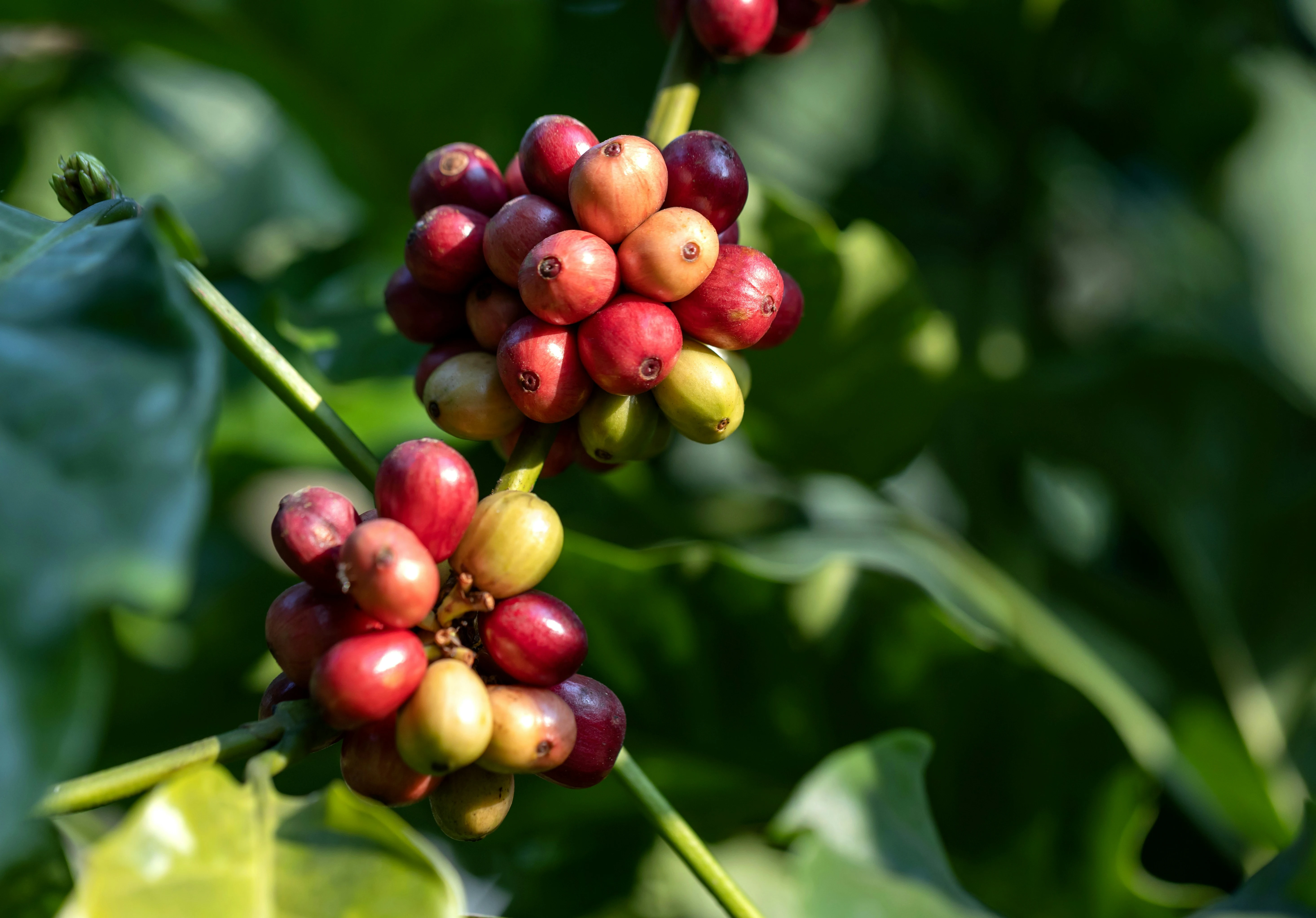Clusters of ripe and unripe coffee cherries growing on a coffee plant branch.