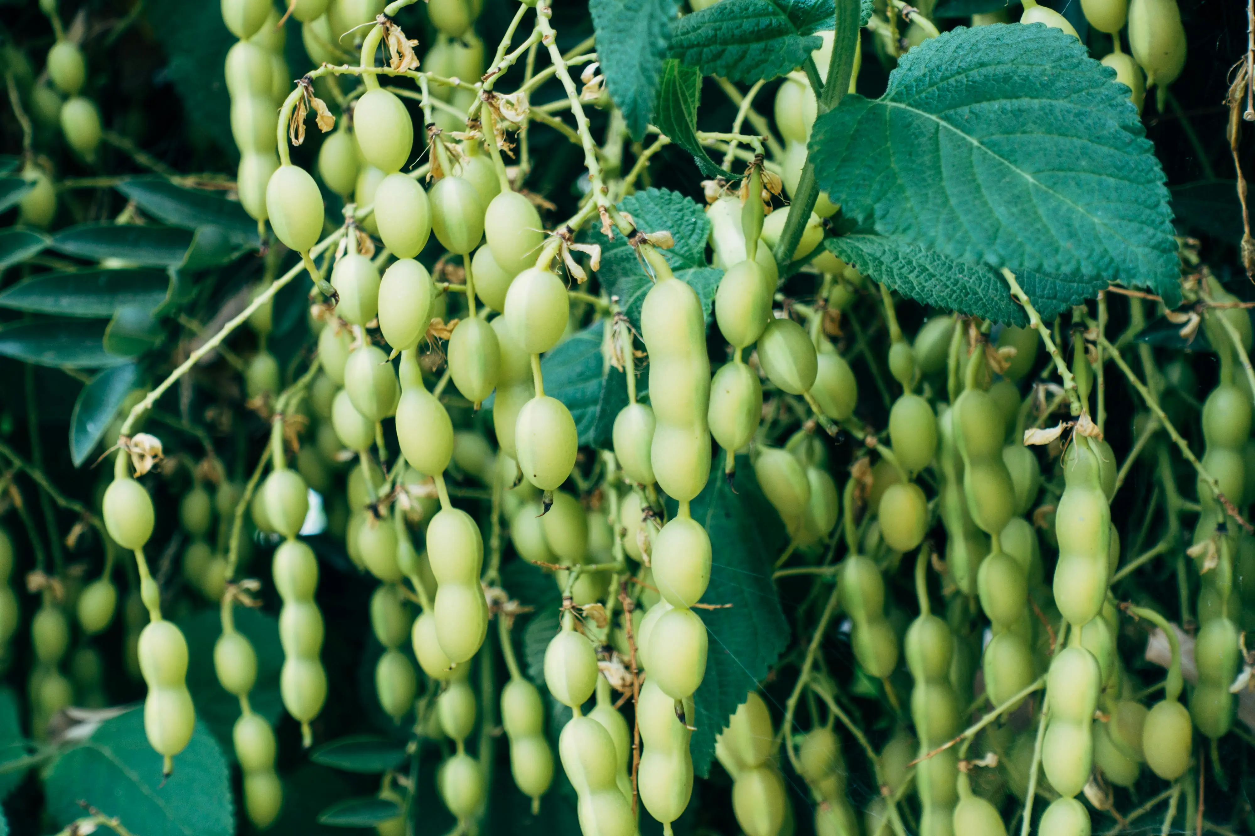 Clusters of green soybeans hanging on the plant with green leaves in the background.