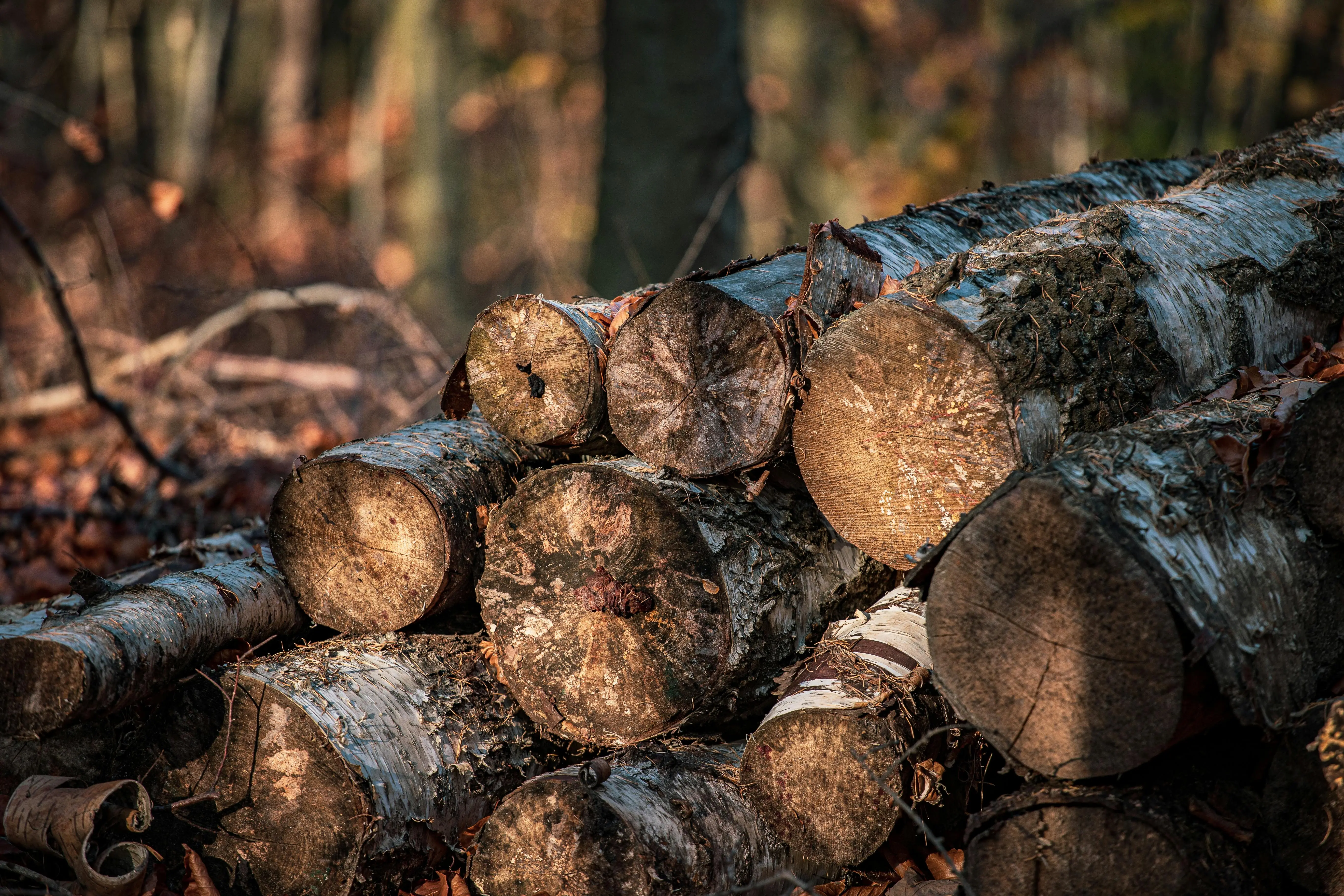 Stack of cut birch logs with rough bark in a forest with leaves on the ground.