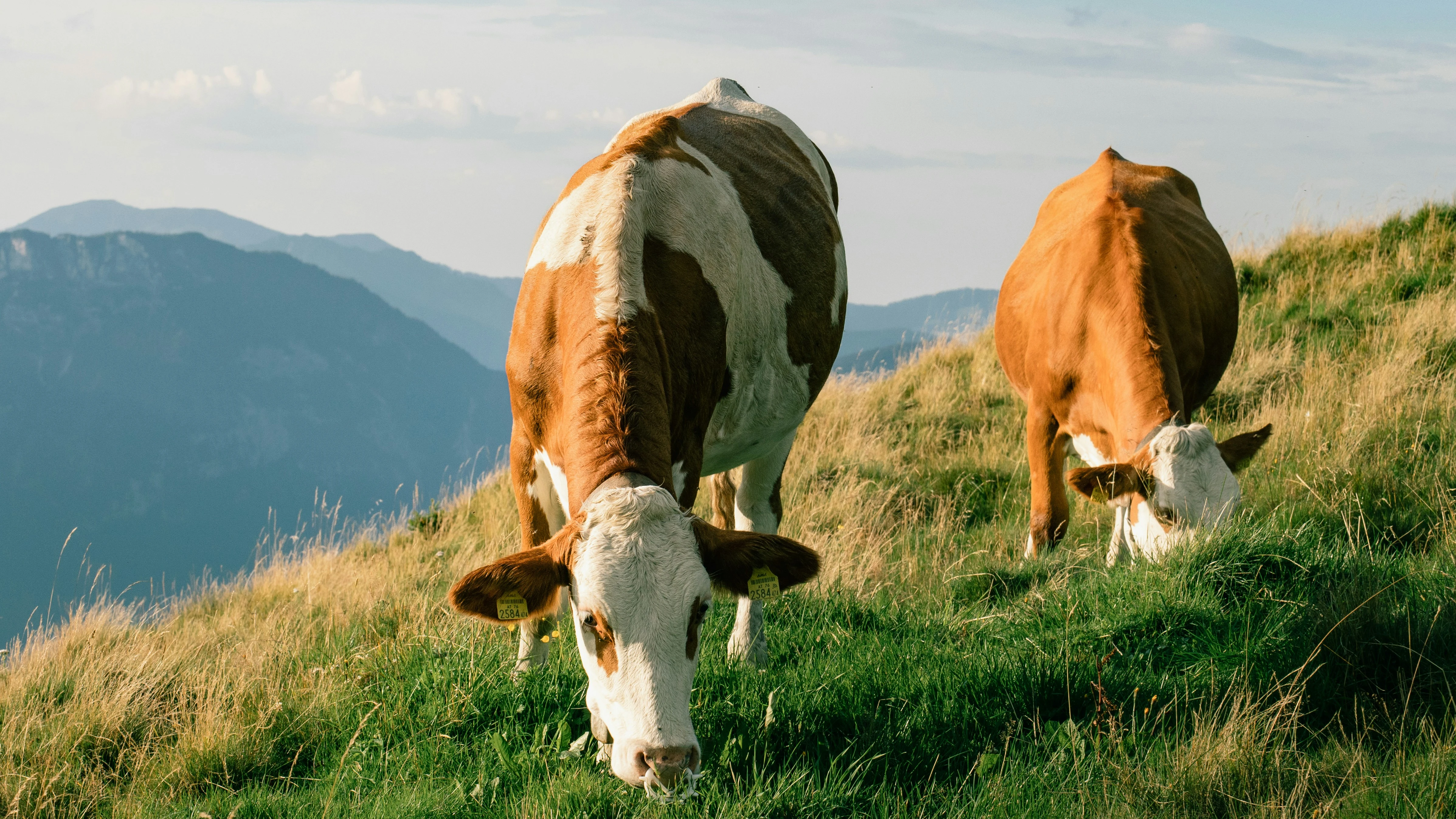Two brown and white cows grazing on a grassy hillside with mountains in the background.