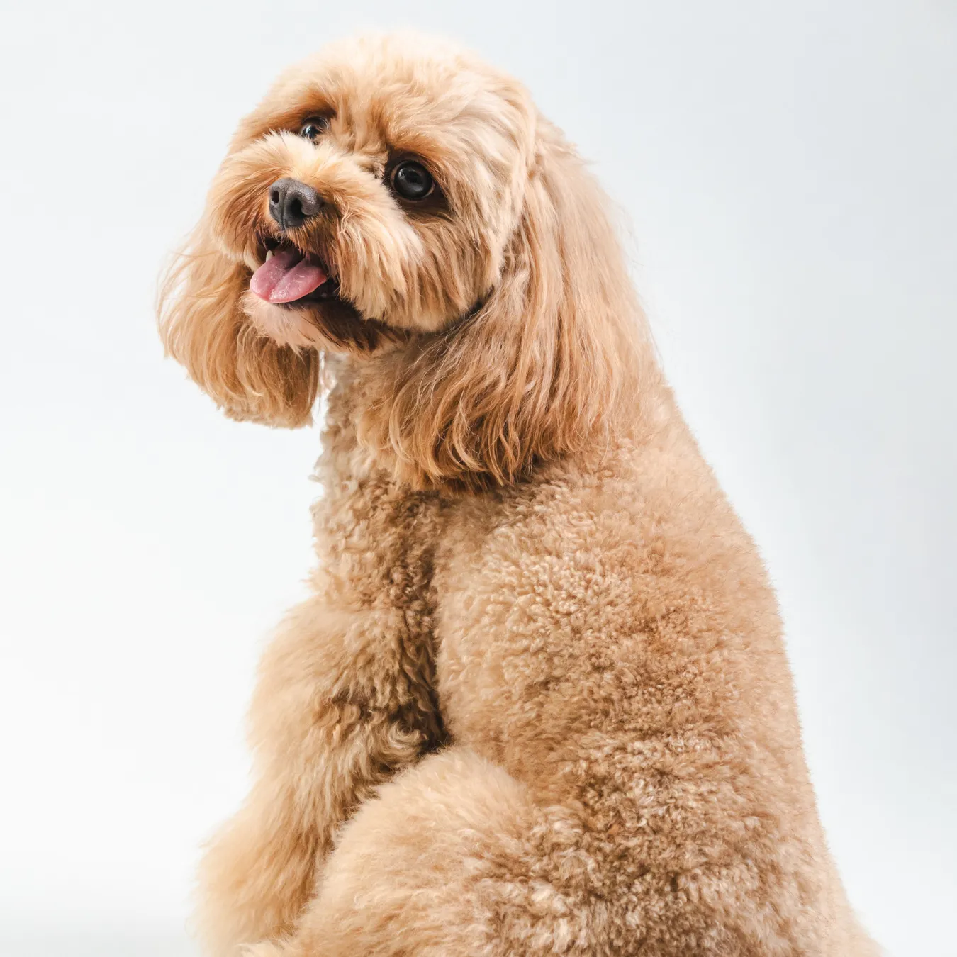 Pet with a shinier coat and less scratching on BOM BOM fresh food