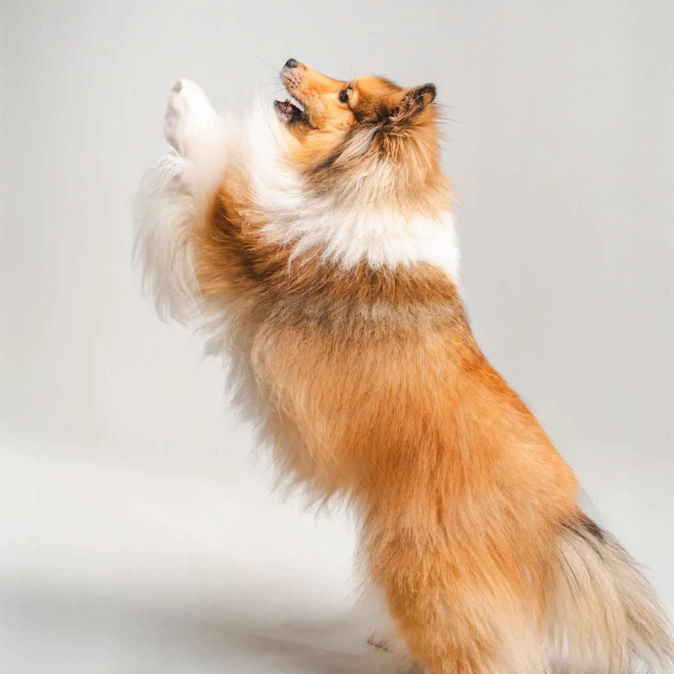 Pet with calmer, more consistent energy on a BOM BOM fresh diet