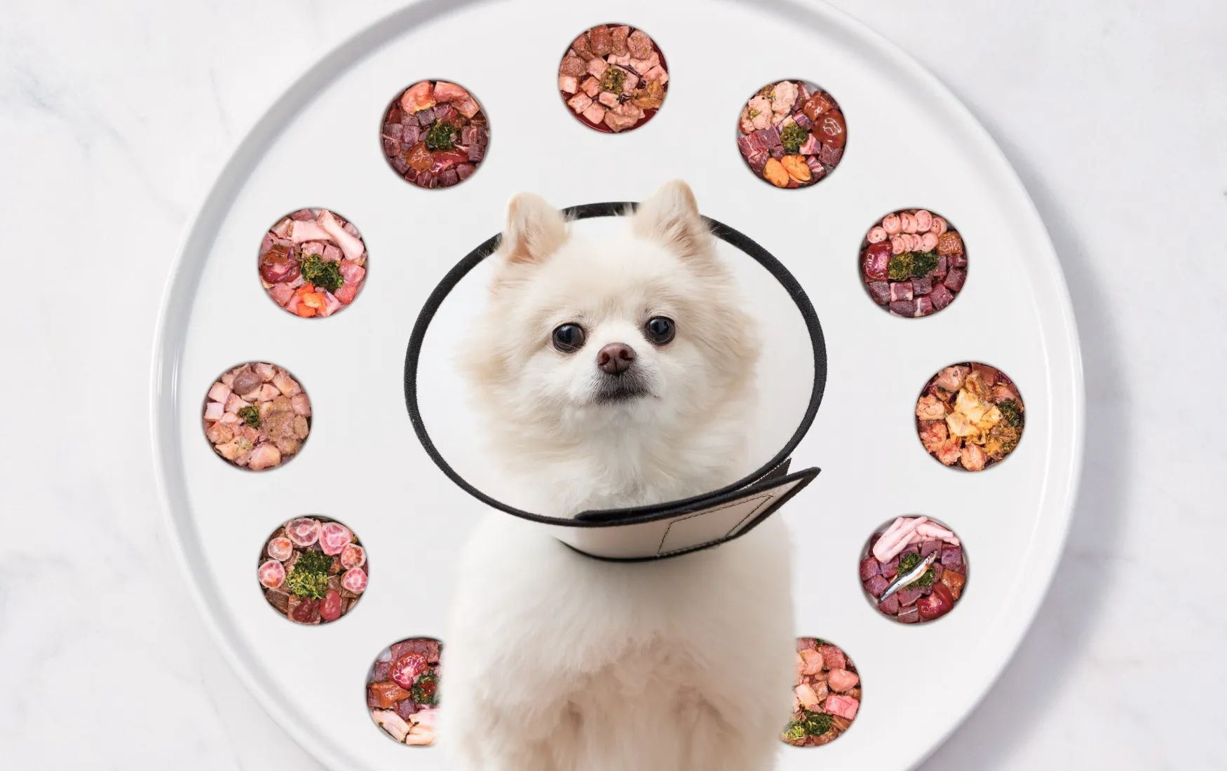 White Pomeranian in a recovery cone surrounded by a ring of small bowls of fresh meat meals