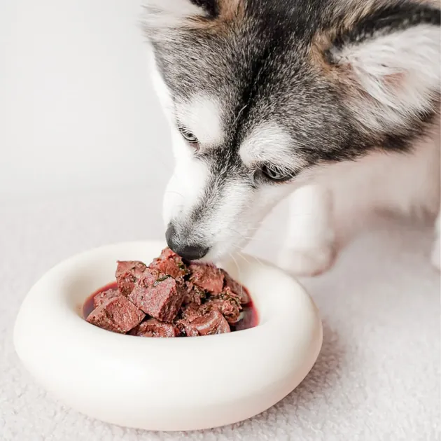 Close-up of a husky dog