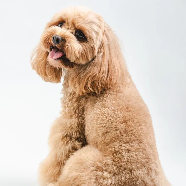 Fluffy dog with a shiny coat
