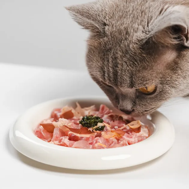 Cat eating from a bowl of fresh food