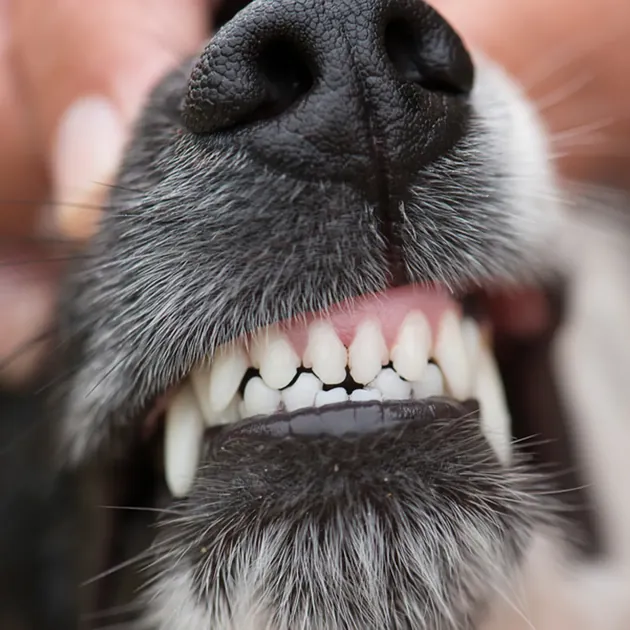 Close-up of a dog's clean teeth