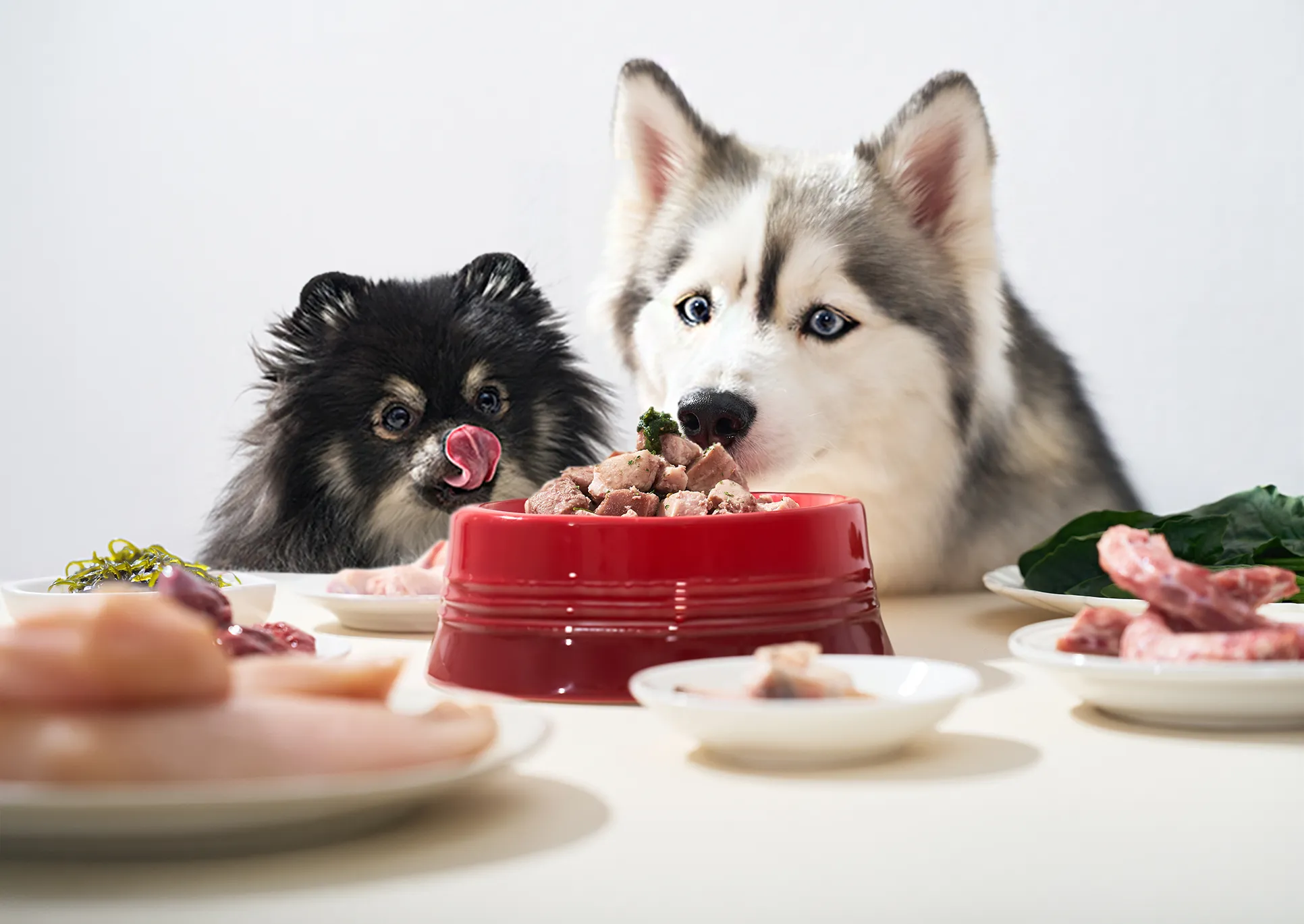 Husky and Pomeranian at a red bowl of fresh raw food