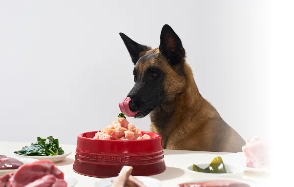 Dog licking its lips at a red bowl of fresh food with ingredient plates