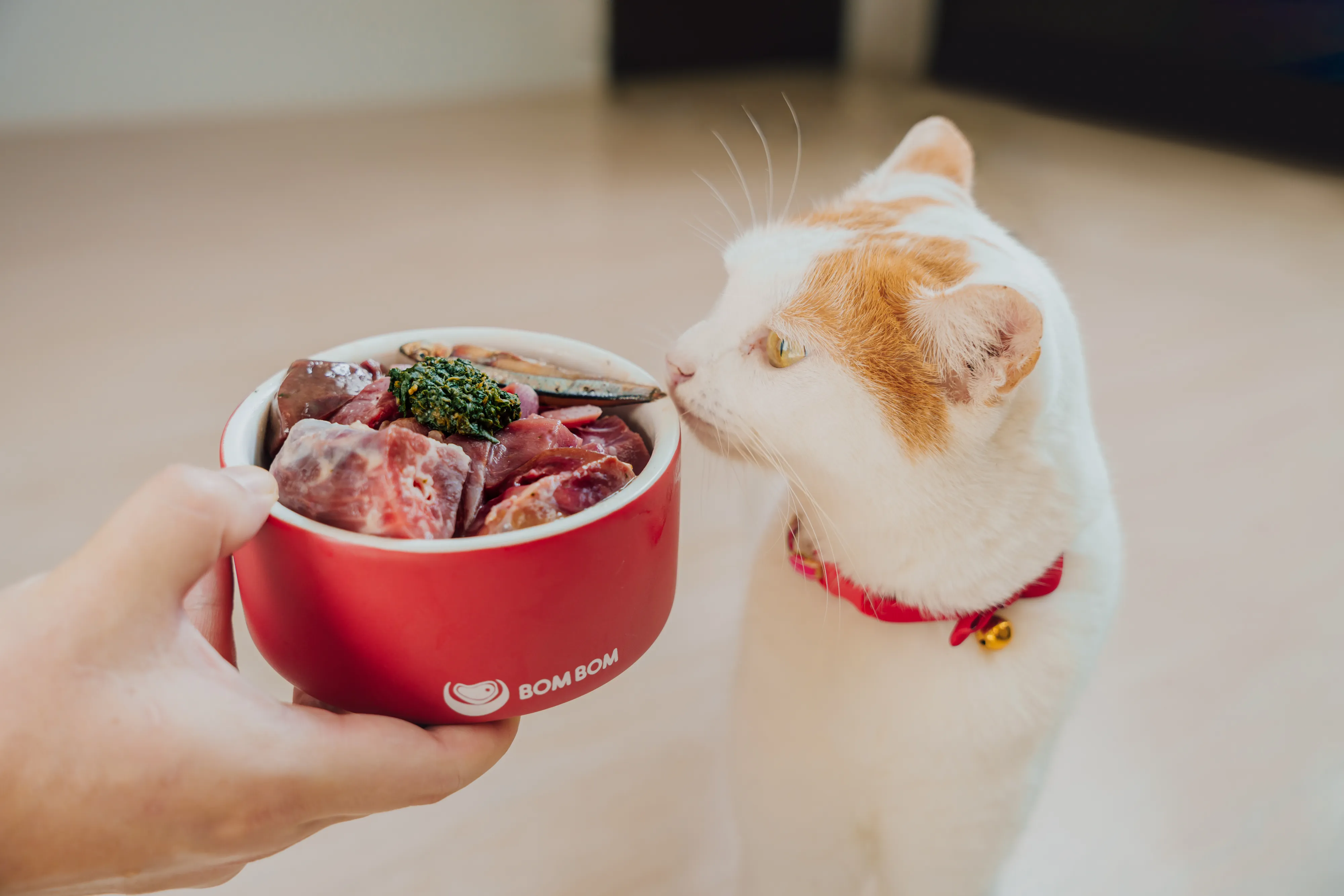 Cat sniffing a red BOM BOM bowl of fresh raw food