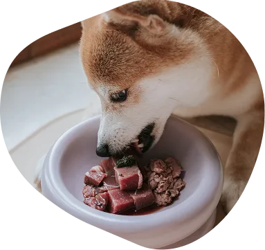 Shiba Inu eating fresh raw food from a bowl