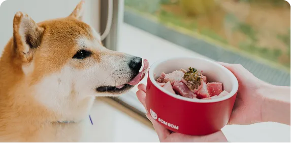 Shiba Inu licking its lips at a bowl of fresh food