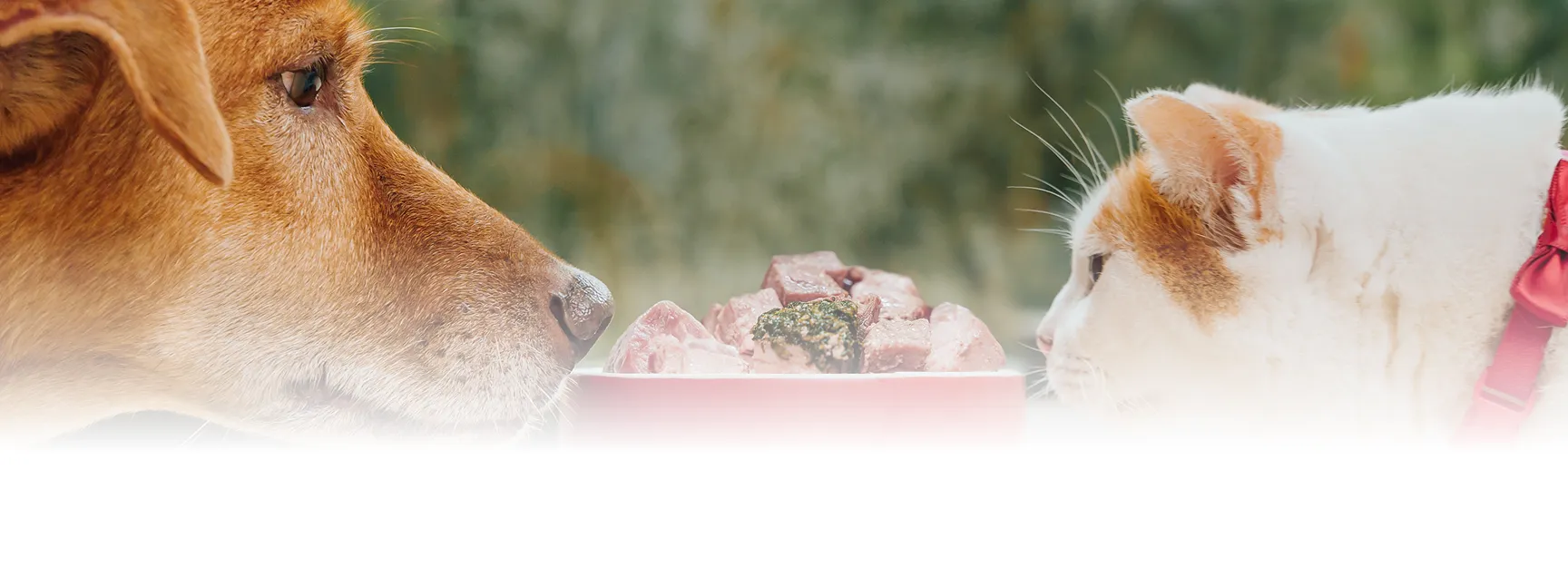 Dog and cat face to face over a bowl of fresh food