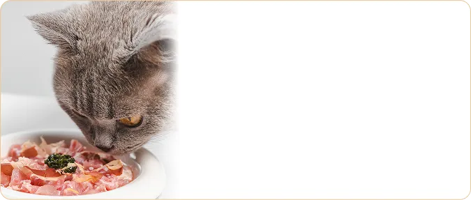 Cat eating fresh sliced meat from a plate