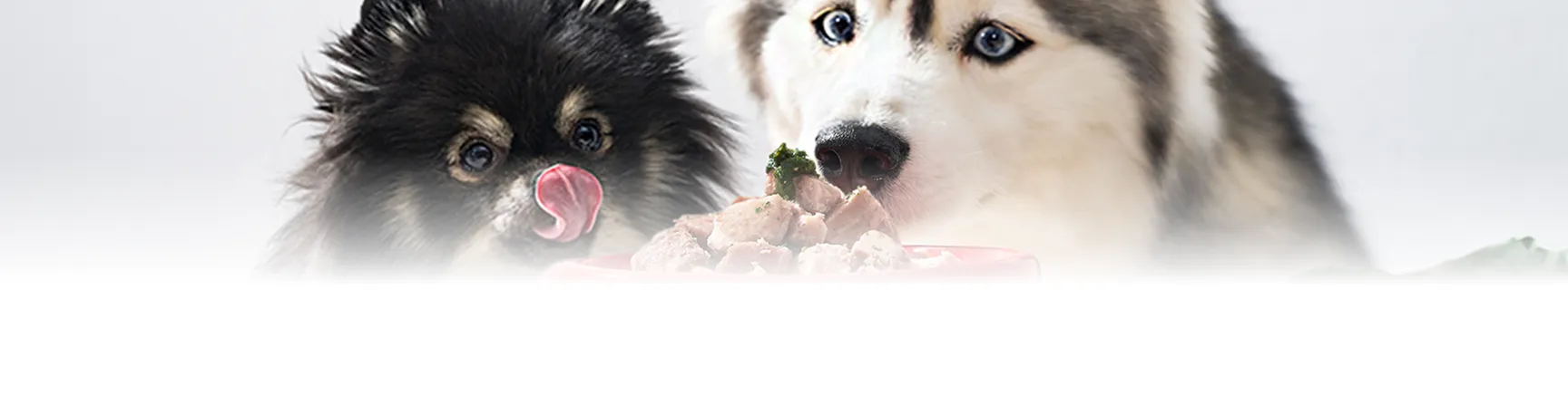 Pomeranian and Husky at a red bowl of fresh raw food