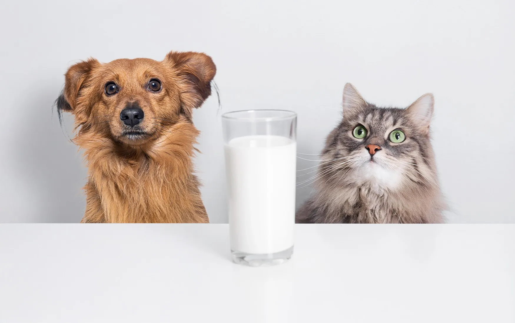 Dog and cat looking at a glass of milk on a table