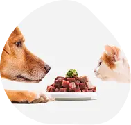 Dog and cat facing each other over a plate of diced fresh raw meat