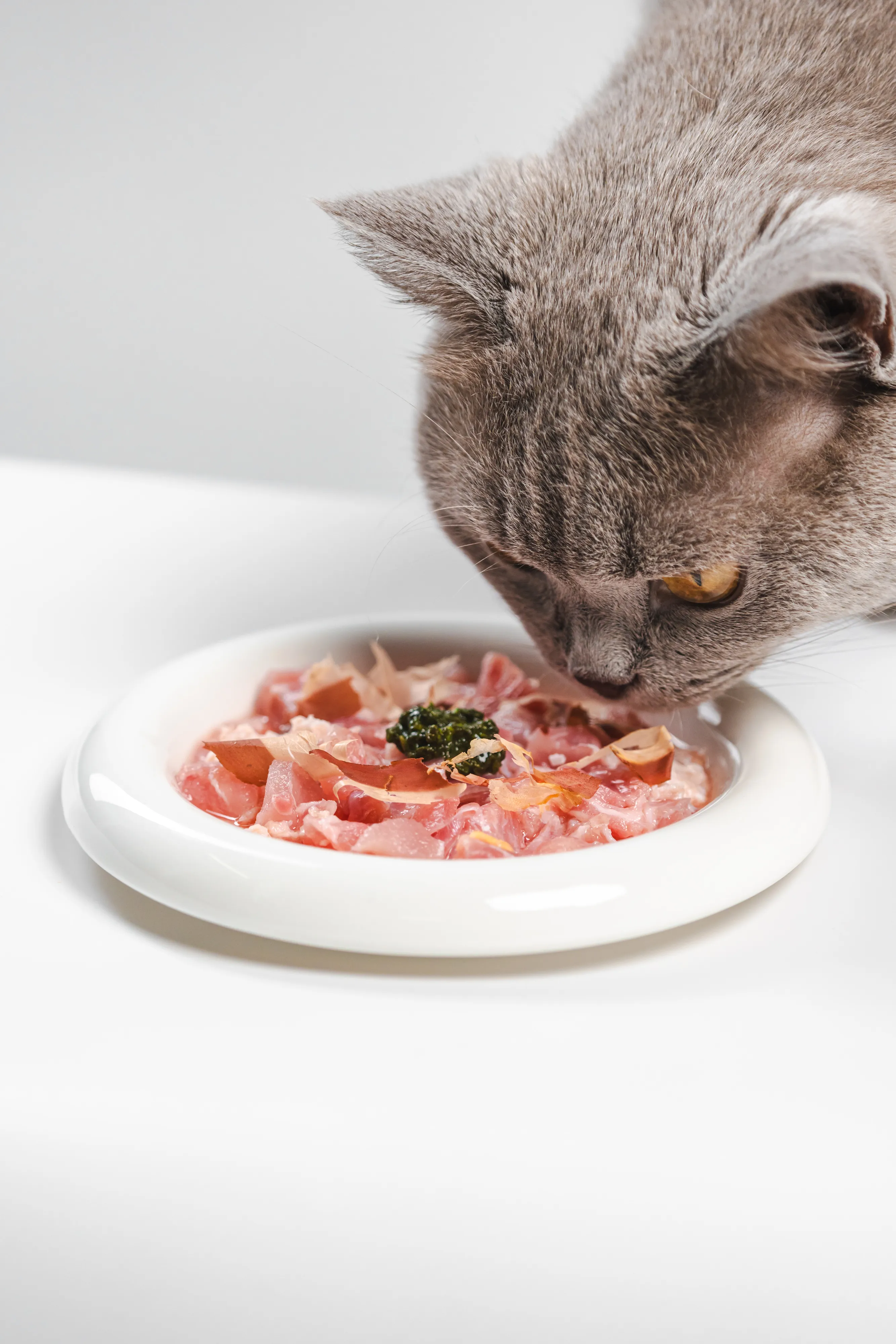 Cat eating fresh sliced meat from a plate