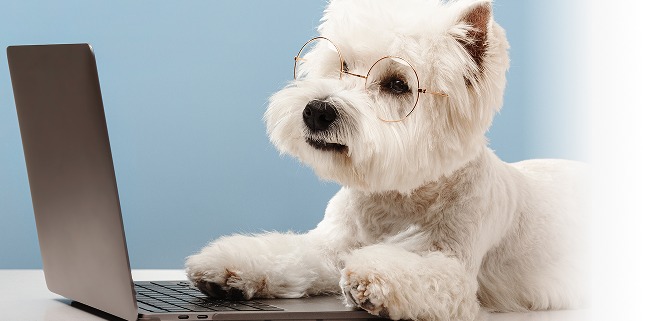 Dog wearing glasses in front of a laptop