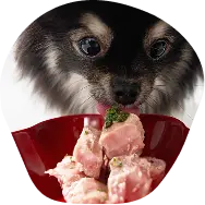 Pomeranian looking down at a red bowl of fresh diced meat