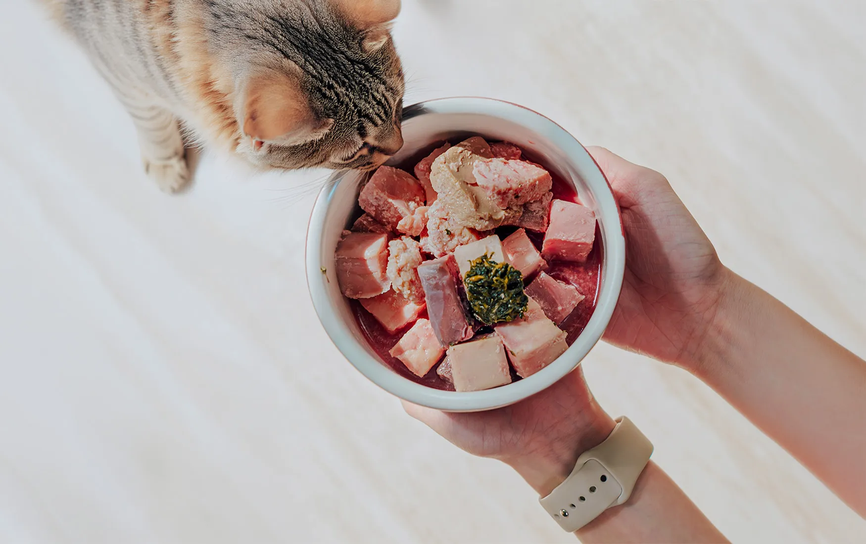 Tabby cat sniffing a bowl of gently cooked meat and greens held in two hands
