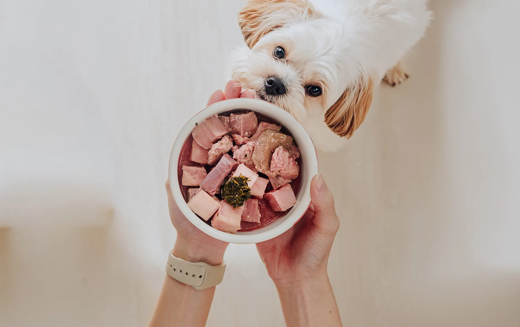 Small white dog looking over a bowl of gently cooked meat and greens held in two hands