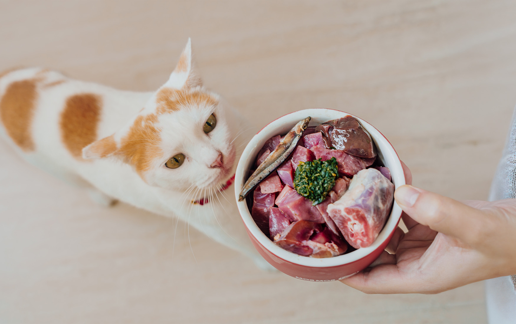 Ginger and white cat leaning towards a bowl of raw meat, liver and a small fish