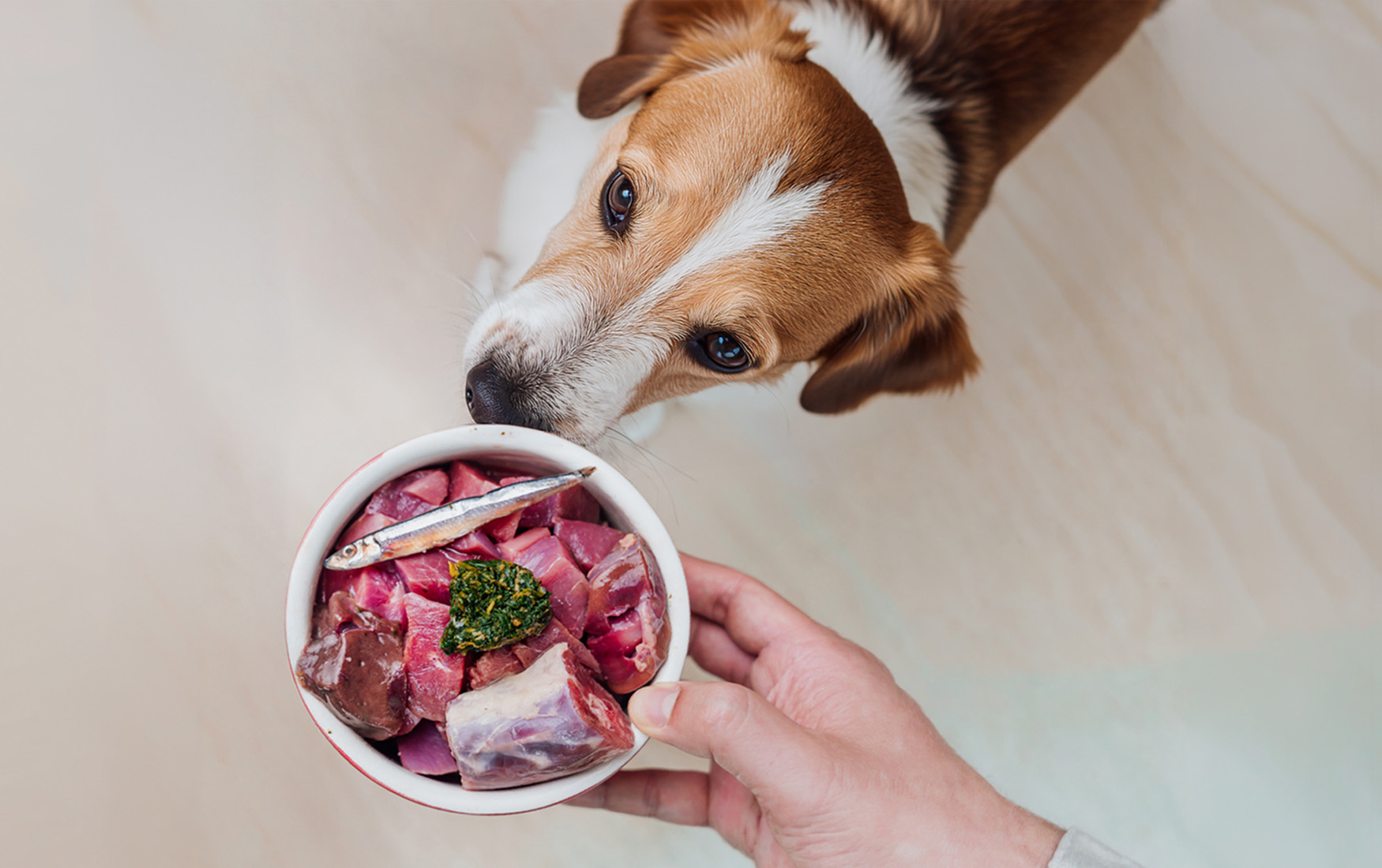 Brown and white dog sniffing a bowl of raw meat, liver and a sardine held in a hand