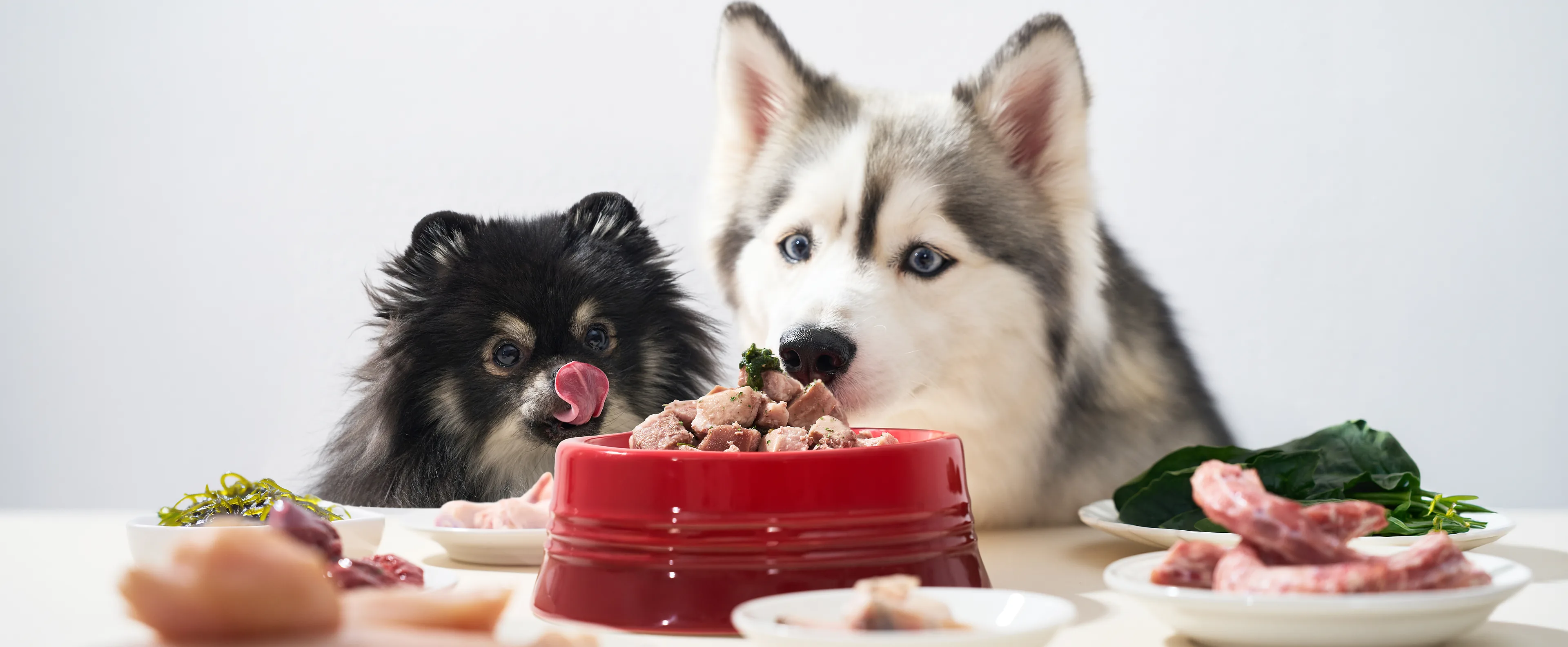 Pomeranian and Husky at a red bowl of fresh raw food