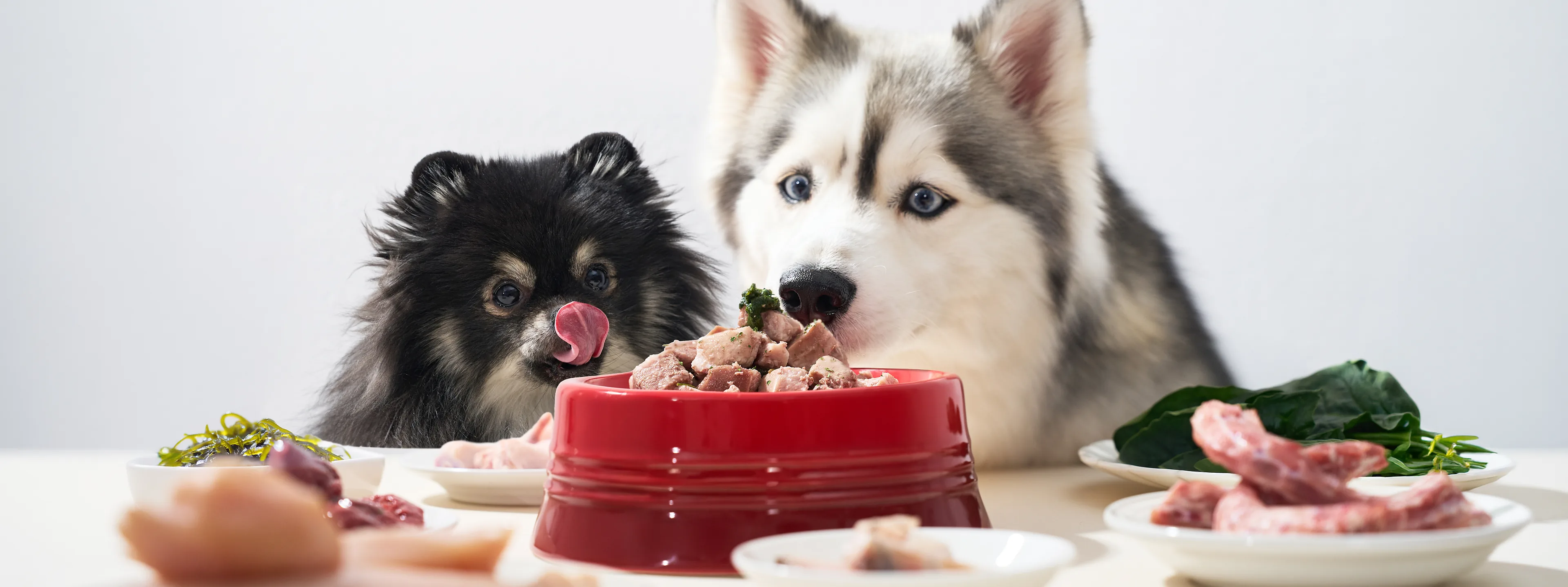 Pomeranian and Husky at a red bowl of fresh raw food