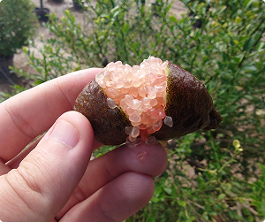 Fingerlime