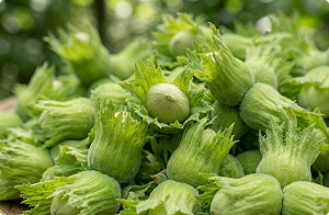 Hasselnötter, gröna