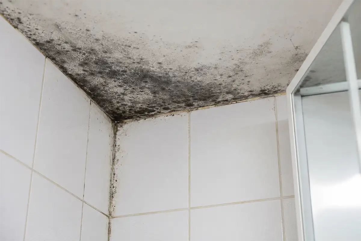 Moisissure dans la salle de bain
