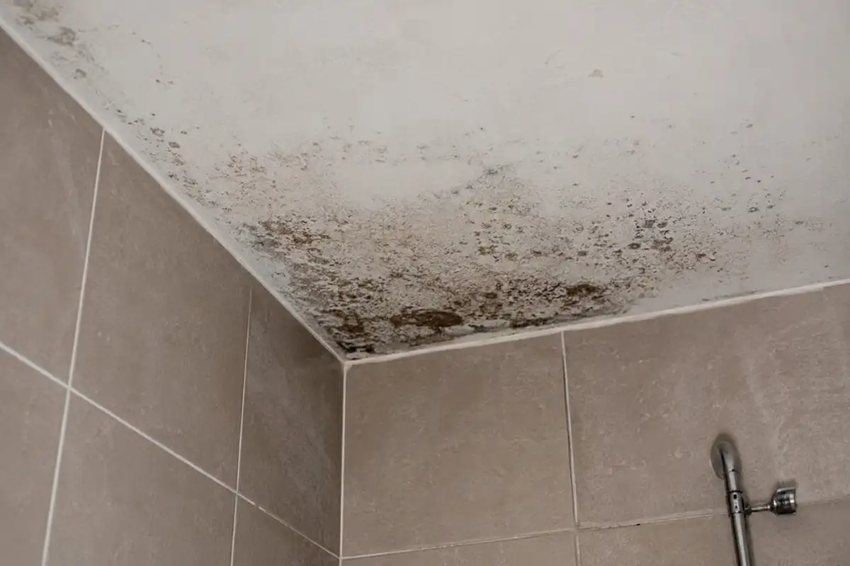 moisissure salle de bain