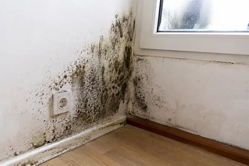 Moisissure appartement en location